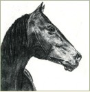 Pferdeportrait 1988 - Bleistift und Kohle auf Papier 15,2 x 15,2 cm