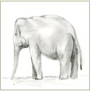 Elefant 2004 - Bleistiftskizze auf Papier 21 x 21 cm