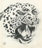 Leopard 1983 - Bleistift auf Papier 20,5 x 24,5 cm